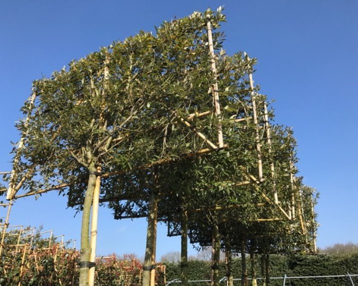 Groenblijvende leibomen